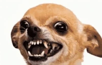 chihuahua emote