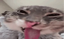 ZAMNcat emote