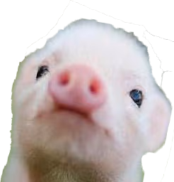 baby_pig emote