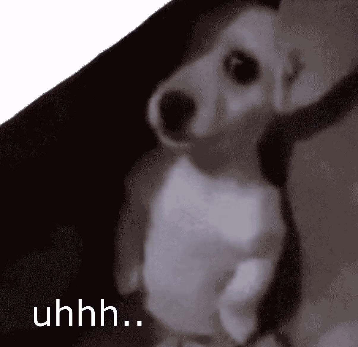 shy_dog emote
