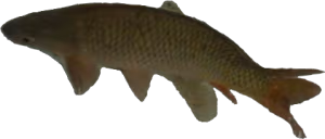 LeFishe emote