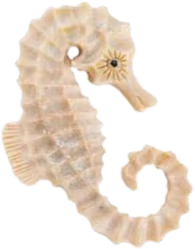 sea_horse emoji
