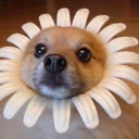 Flower_Dog emote