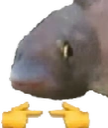 fishShy static emote