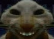 szczuras emote