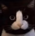 Penis emote