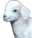 goatJam emote