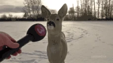 deer emoji