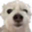 PogO emote