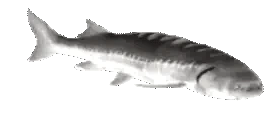 JoelNOPERS emote