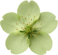 Greensakuraflower emoji
