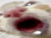 omlomlomlom emote