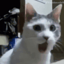 pogcat animated emote