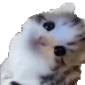 Ermcat emote