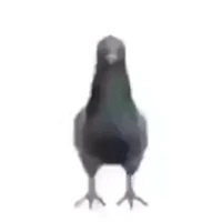 pigeon emote