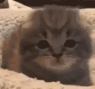 CatPat emote