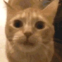 yapping emote