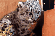 leopardArrive animated emote