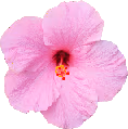 pastel_flower emoji