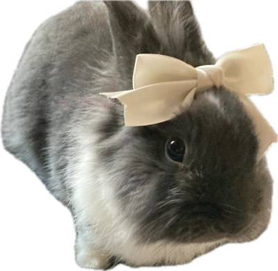 bunnybow emote