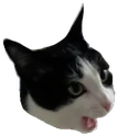 catpog emote