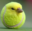 tenis emote