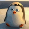 PenguHii emote