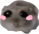 ohShy emote