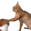 catSlap animated emote