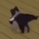 catSpin animated emote