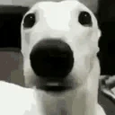 DogShiver emote
