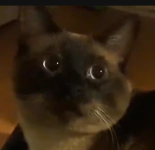 TonyIsGod emote
