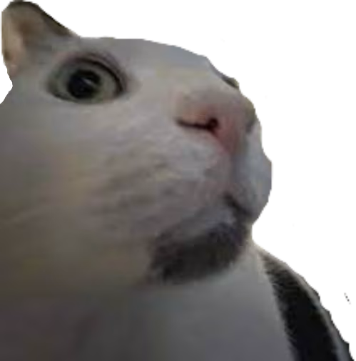 Shocked_Cat emote