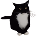maxwellstand4 emote