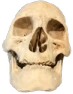 skull_smile emote