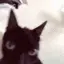 Catshake emote