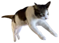 cat_hop emote