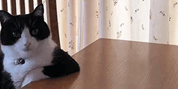 nyny emote