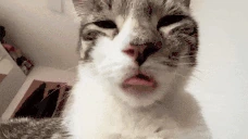 LIZUN2 emoji