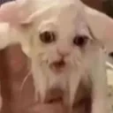 old_ancestor_cat emote