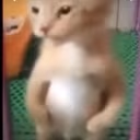 catflex emote