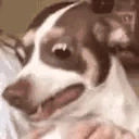 REEE emote