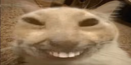 otagXDD emote