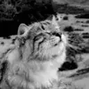 GIGACAT emoji