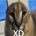 FloppaXD static emote