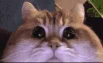 modCheck emote