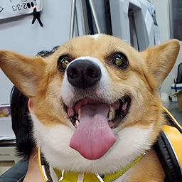 fox_smile emote