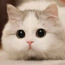 CuteKittyStare emote