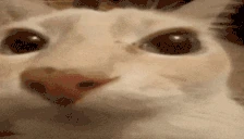 otagFat emote
