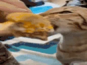 catEatingABurger emote
